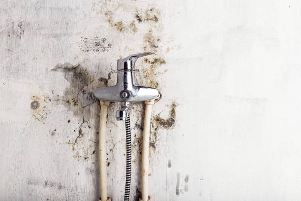 Best Mold Removal Company Near Me  in Mmerce City, CO
