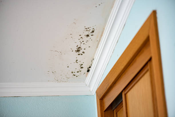 Best Certified Mold Removal  in Mmerce City, CO
