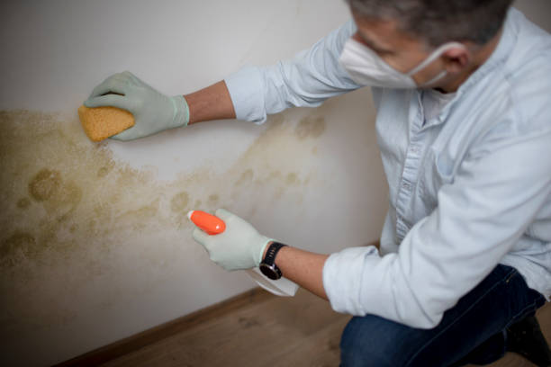 Best Commercial Mold Removal  in Mmerce City, CO