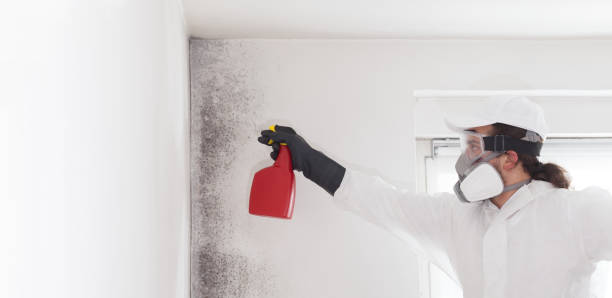 Best Local Mold Removal Service  in Mmerce City, CO