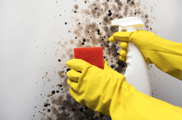 Certified Mold Removal in Commerce City, CO